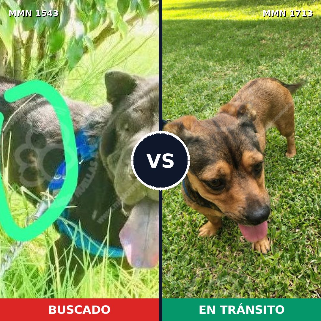 Comparativa MMS 37885: mascota perdida y mascota encontrada, 43% de similitud