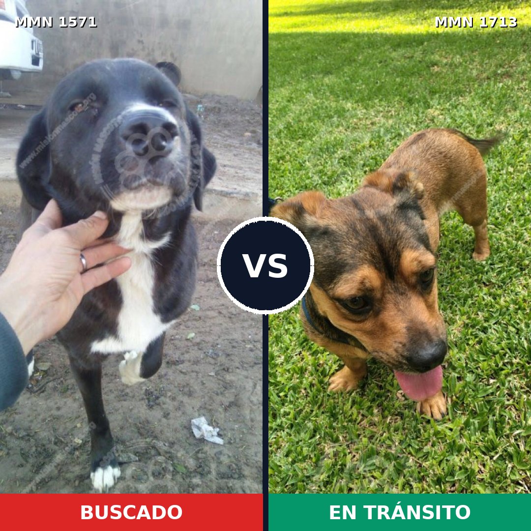 Comparativa MMS 37886: mascota perdida y mascota encontrada, 60% de similitud