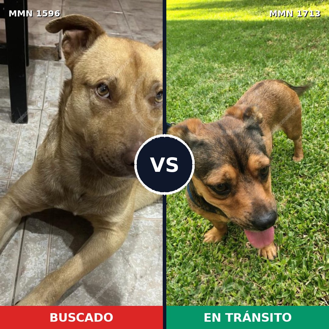 Comparativa MMS 37887: mascota perdida y mascota encontrada, 55% de similitud