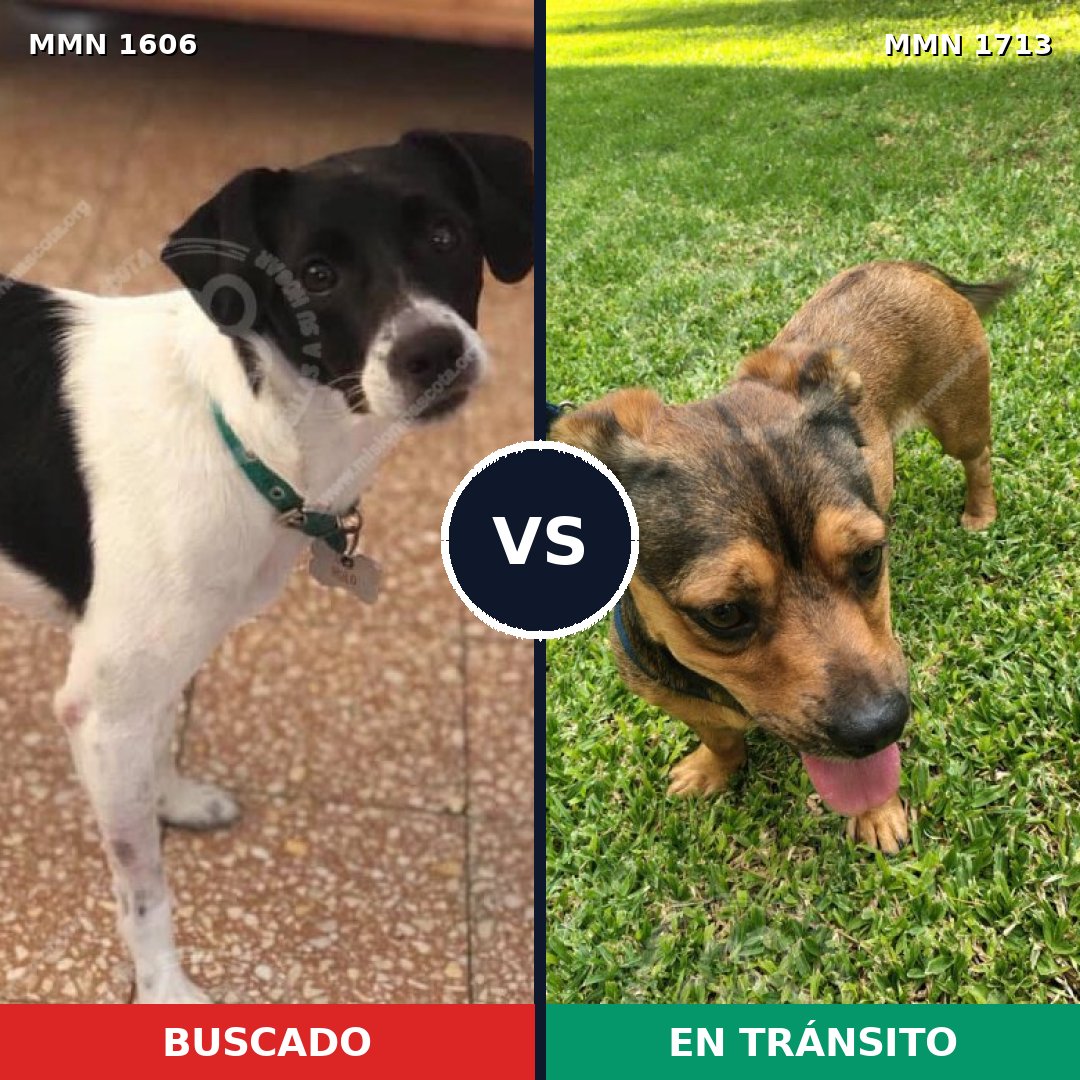 Comparativa MMS 37888: mascota perdida y mascota encontrada, 73% de similitud