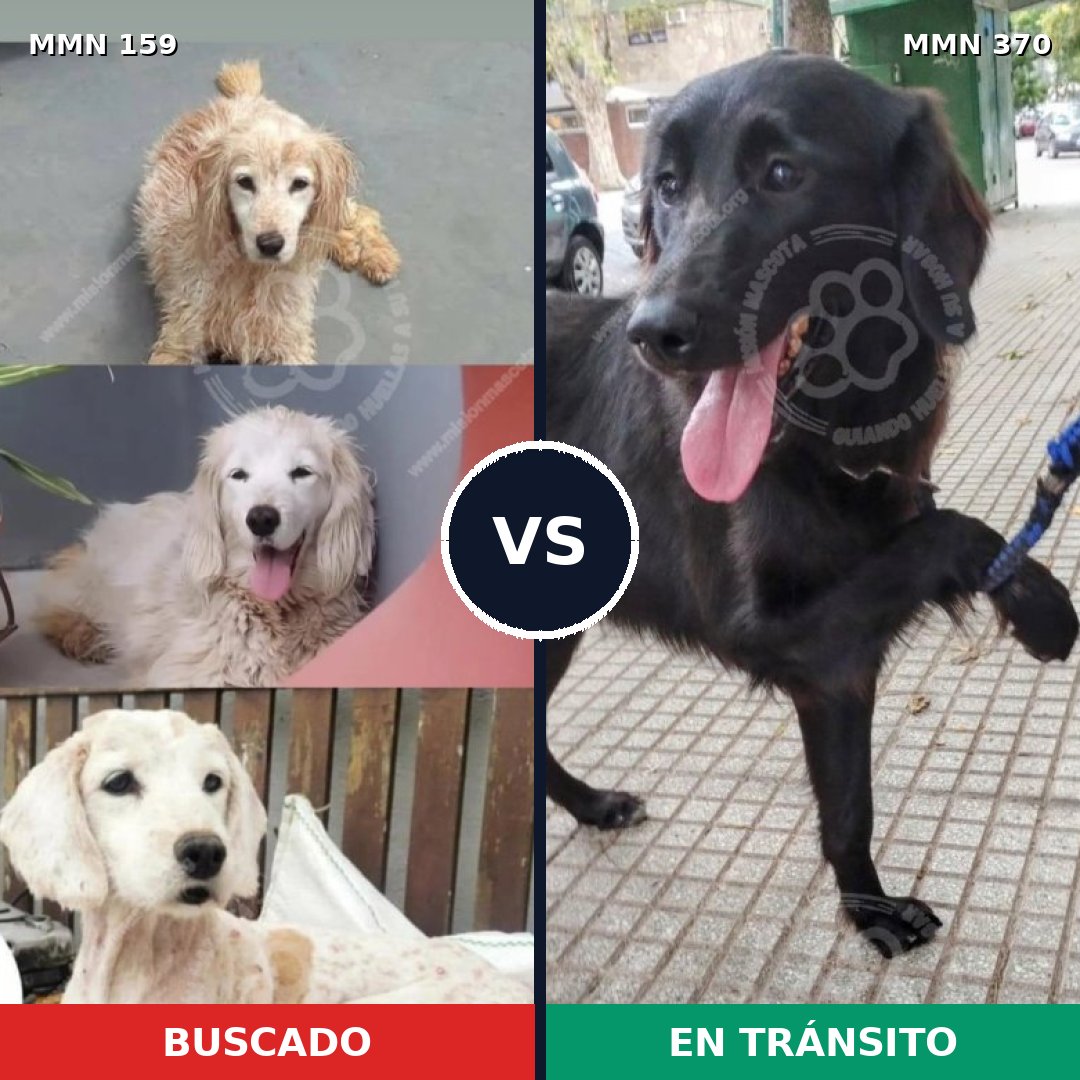 Comparativa MMS 3789: mascota perdida y mascota encontrada, 51% de similitud