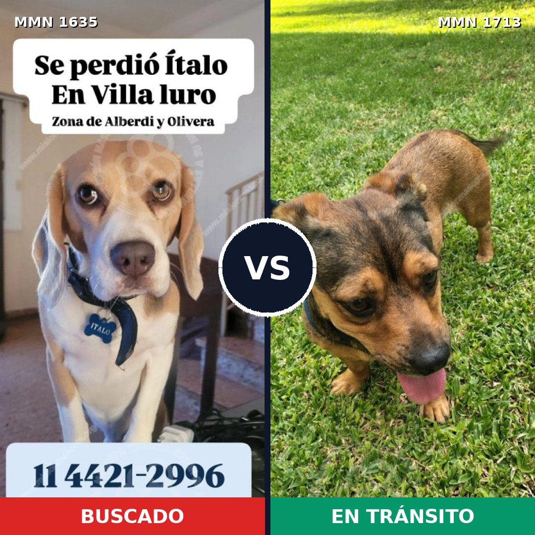 Comparativa MMS 37890: mascota perdida y mascota encontrada, 44% de similitud