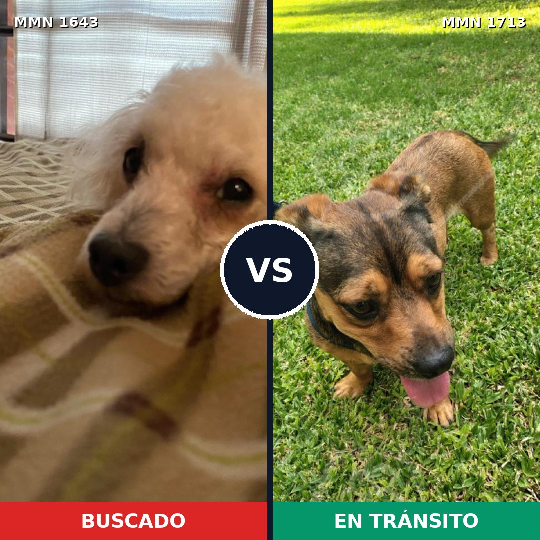 Comparativa MMS 37891: mascota perdida y mascota encontrada, 29% de similitud