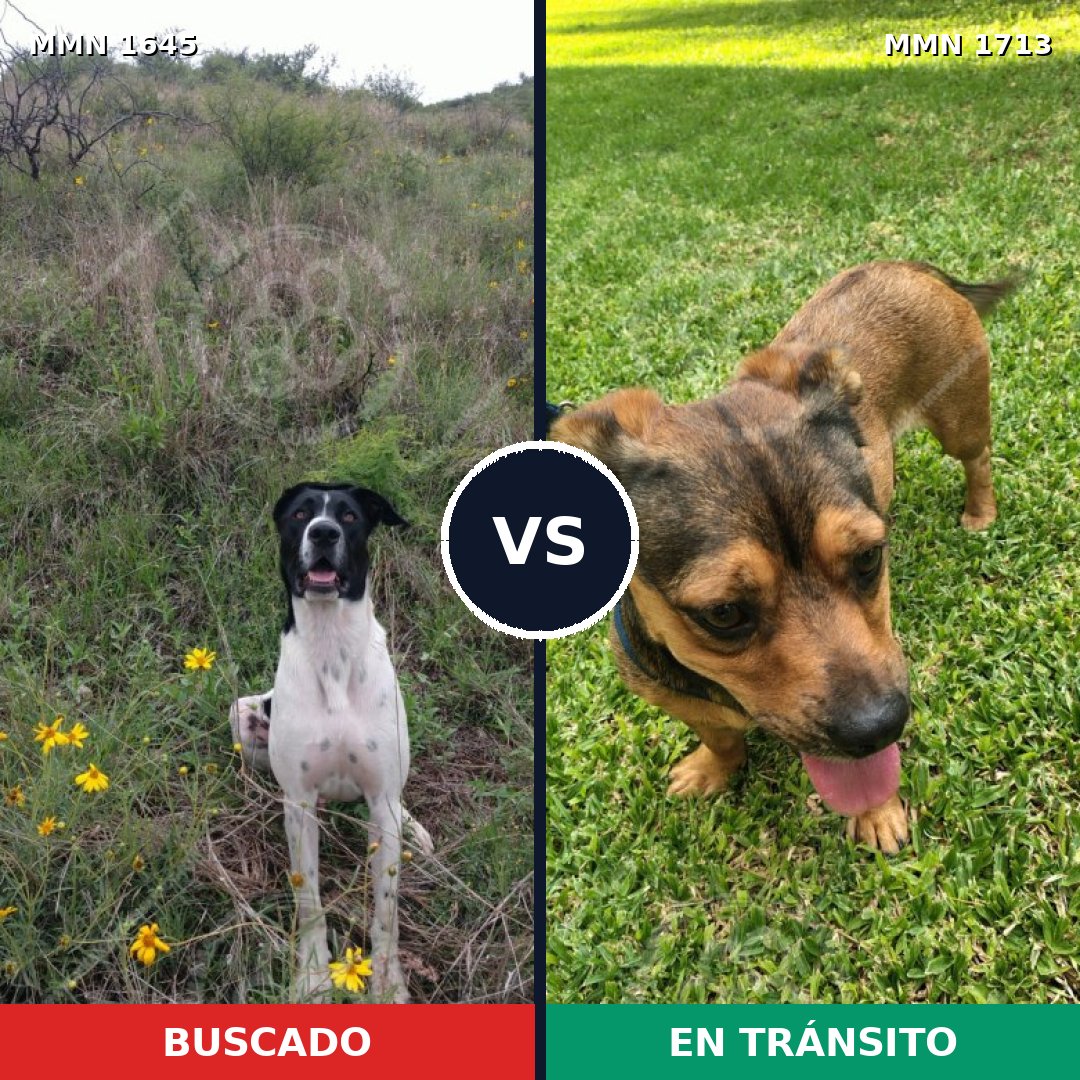 Comparativa MMS 37892: mascota perdida y mascota encontrada, 47% de similitud