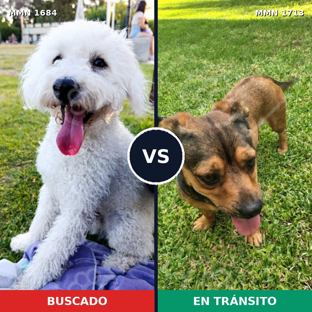 Comparativa MMS 37893: mascota perdida y mascota encontrada, 51% de similitud