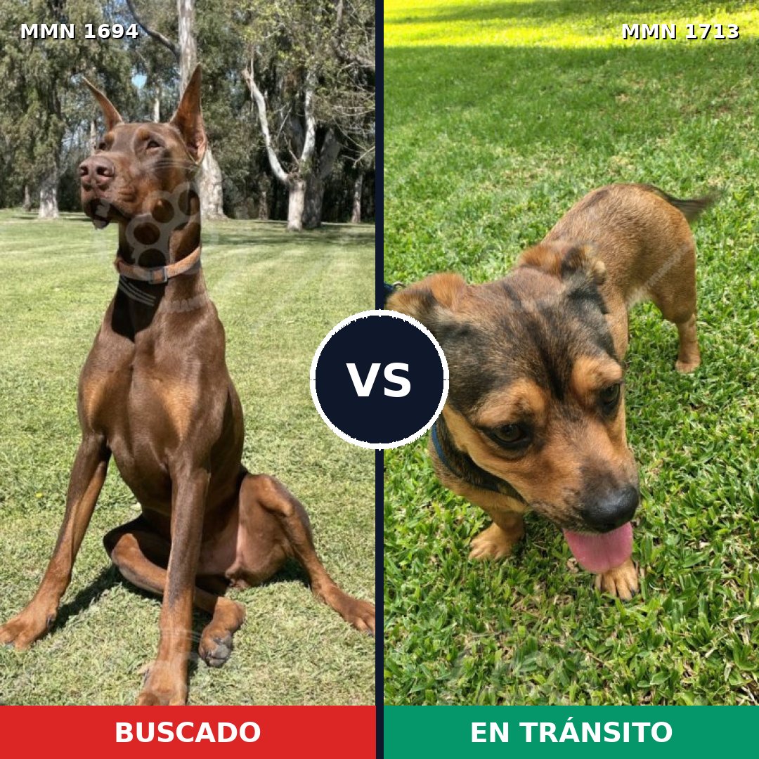 Comparativa MMS 37895: mascota perdida y mascota encontrada, 40% de similitud