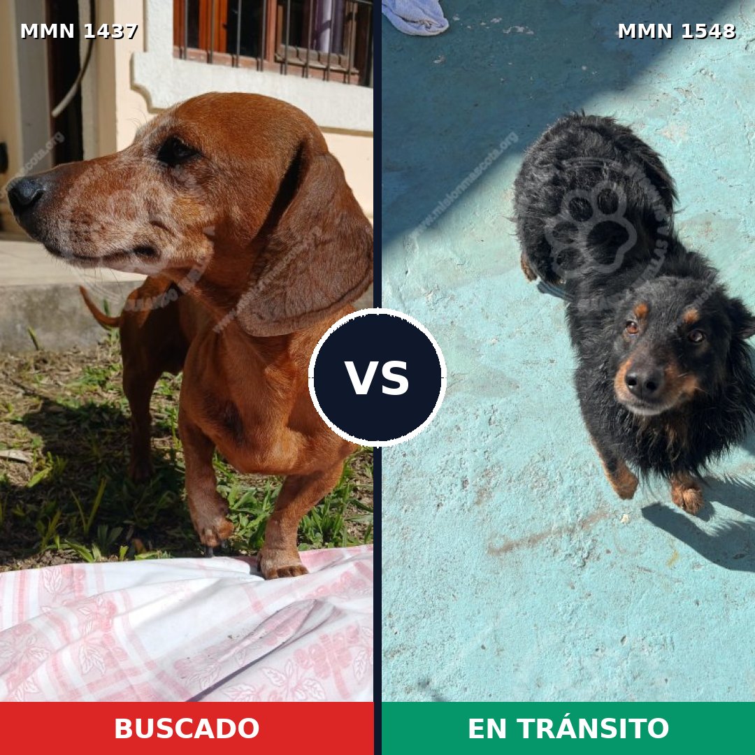 Comparativa MMS 37898: mascota perdida y mascota encontrada, 35% de similitud