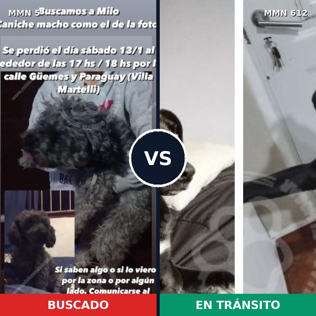 Comparativa MMS 379: mascota perdida y mascota encontrada, 39% de similitud