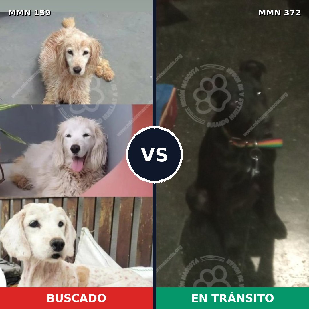Comparativa MMS 3790: mascota perdida y mascota encontrada, 47% de similitud