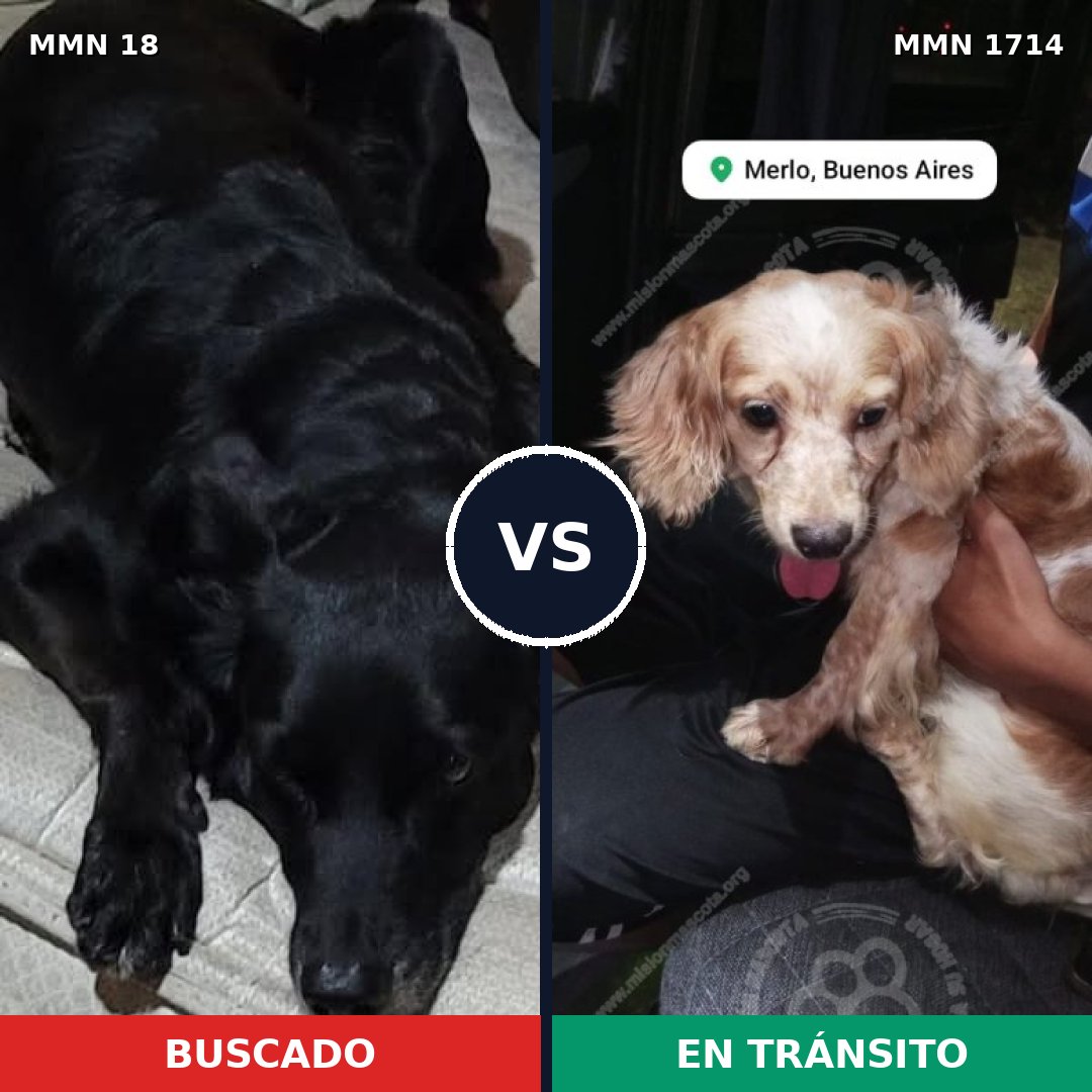 Comparativa MMS 37903: mascota perdida y mascota encontrada, 30% de similitud