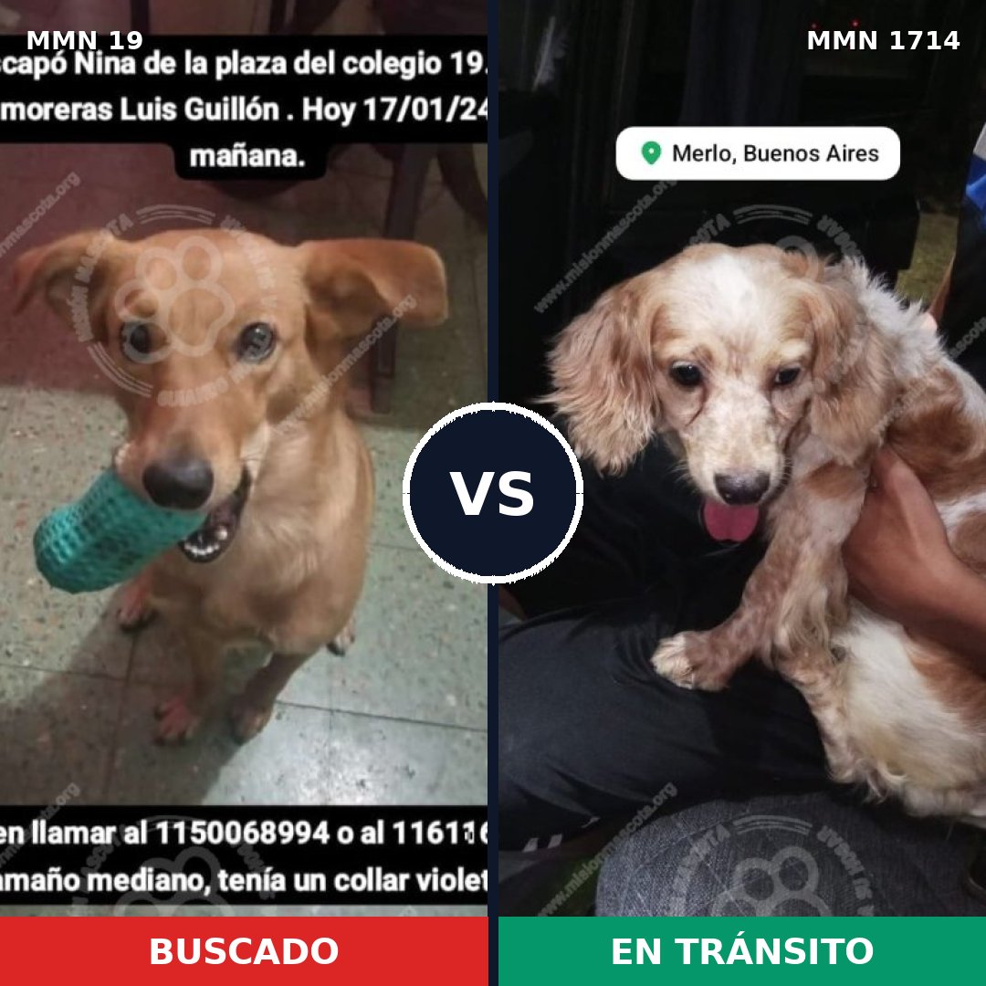 Comparativa MMS 37904: mascota perdida y mascota encontrada, 35% de similitud