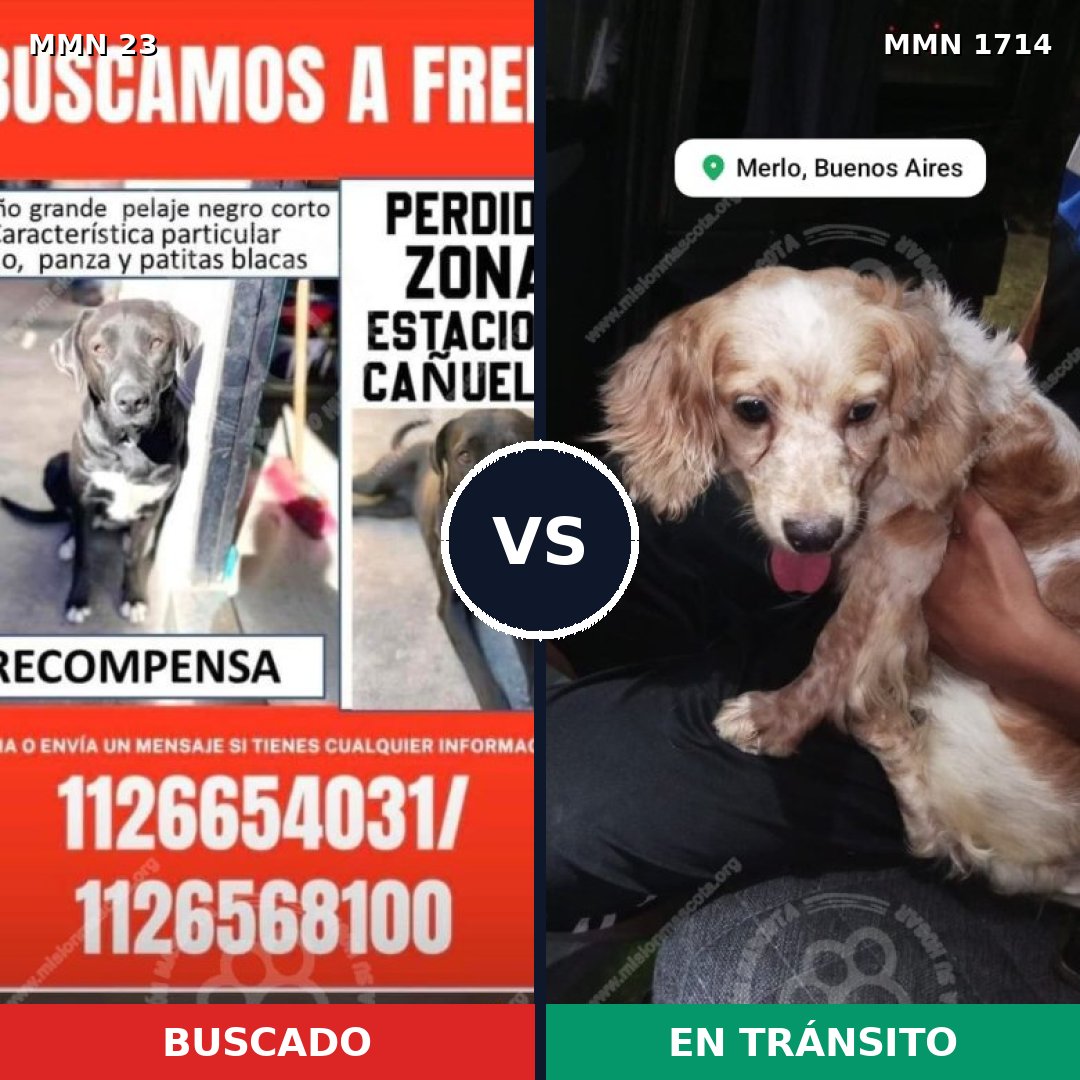 Comparativa MMS 37905: mascota perdida y mascota encontrada, 30% de similitud