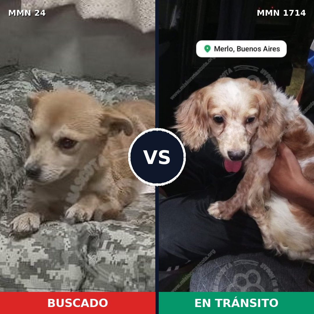 Comparativa MMS 37906: mascota perdida y mascota encontrada, 45% de similitud