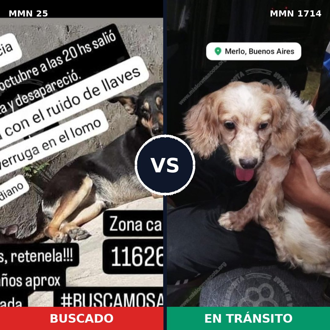 Comparativa MMS 37907: mascota perdida y mascota encontrada, 28% de similitud