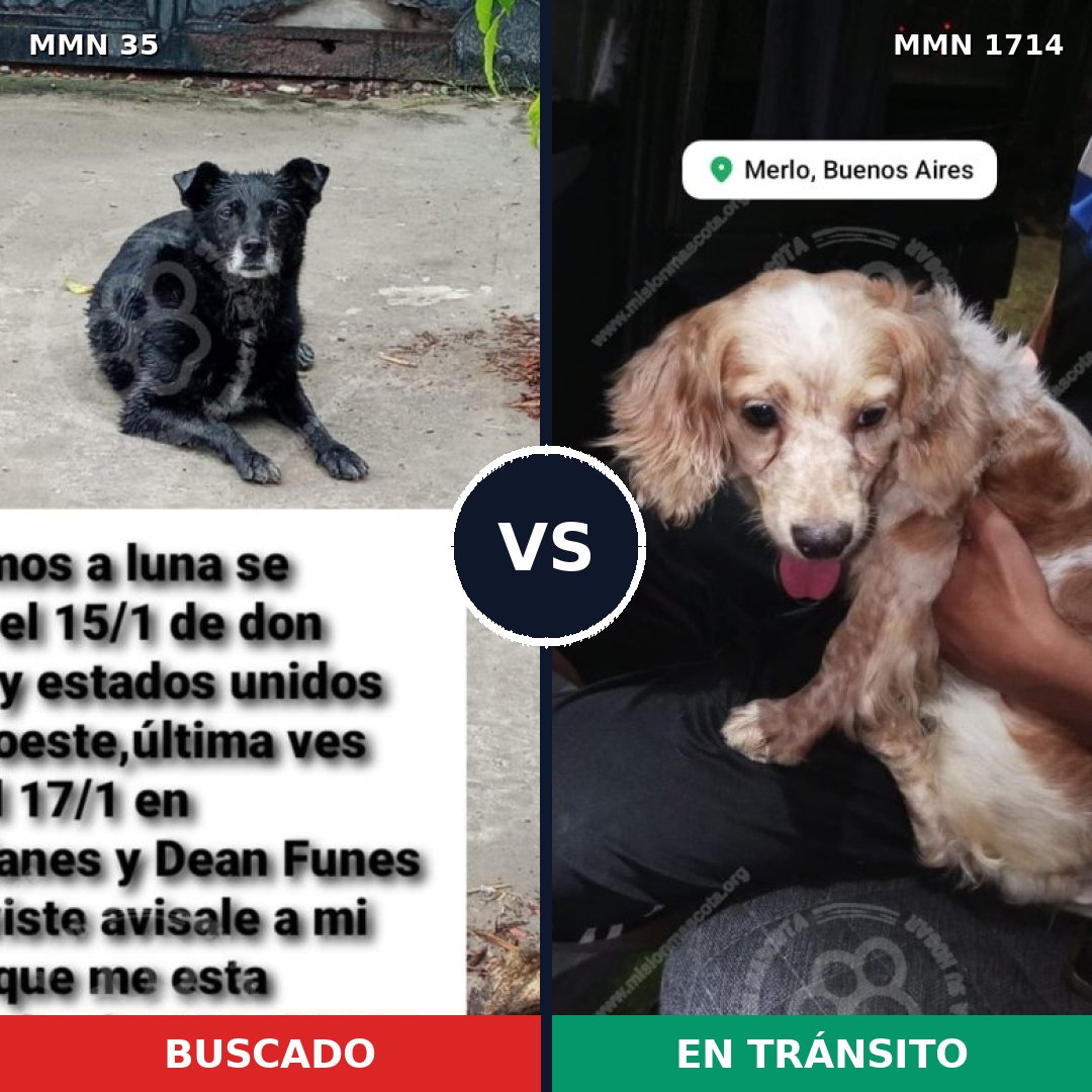 Comparativa MMS 37908: mascota perdida y mascota encontrada, 25% de similitud