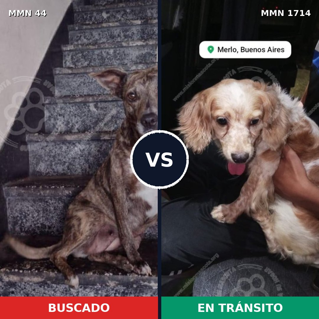 Comparativa MMS 37909: mascota perdida y mascota encontrada, 24% de similitud