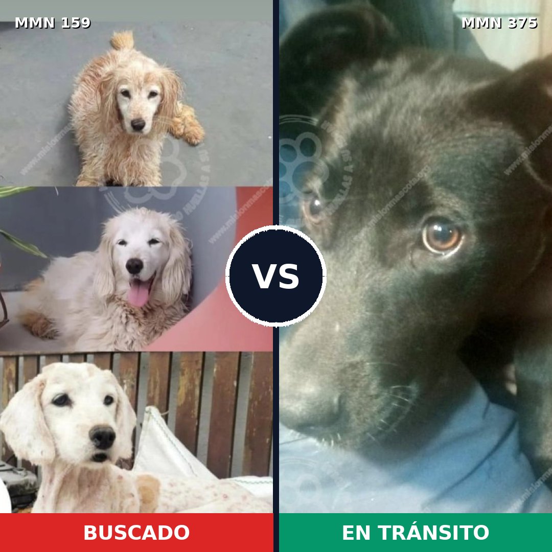 Comparativa MMS 3791: mascota perdida y mascota encontrada, 47% de similitud