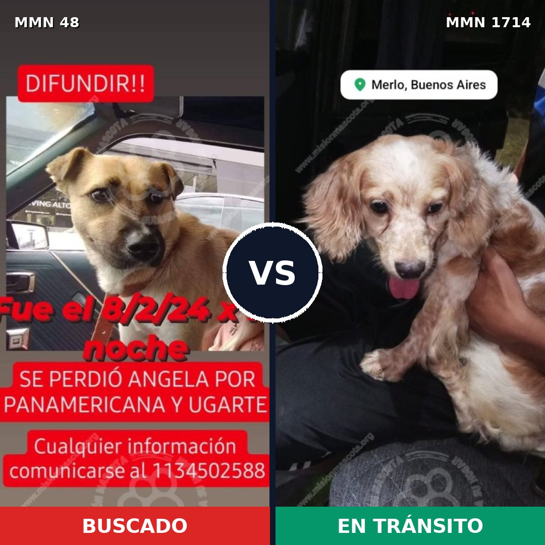 Comparativa MMS 37910: mascota perdida y mascota encontrada, 32% de similitud