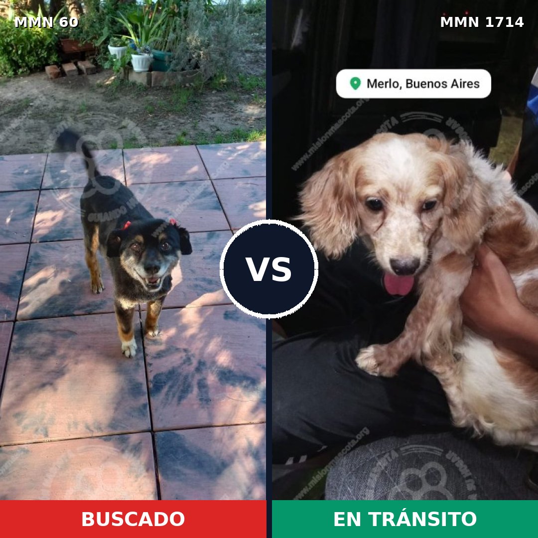 Comparativa MMS 37911: mascota perdida y mascota encontrada, 45% de similitud