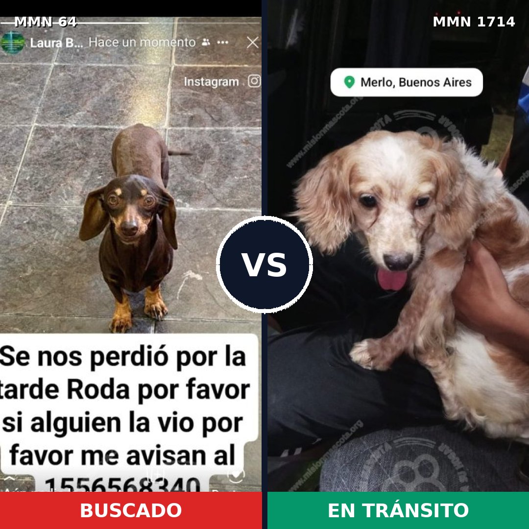 Comparativa MMS 37912: mascota perdida y mascota encontrada, 43% de similitud