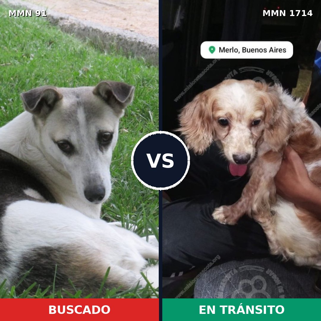 Comparativa MMS 37913: mascota perdida y mascota encontrada, 49% de similitud
