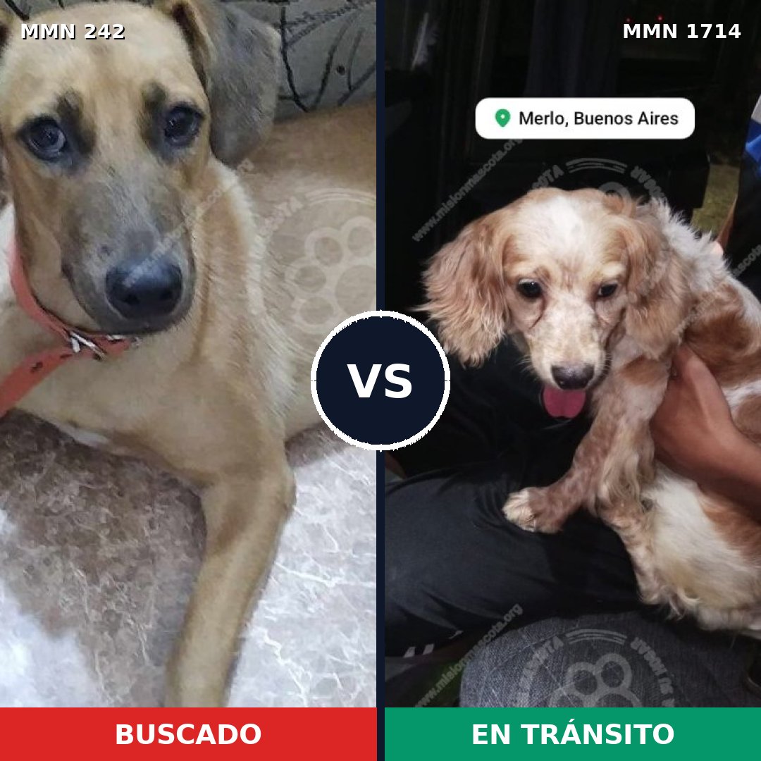 Comparativa MMS 37914: mascota perdida y mascota encontrada, 42% de similitud