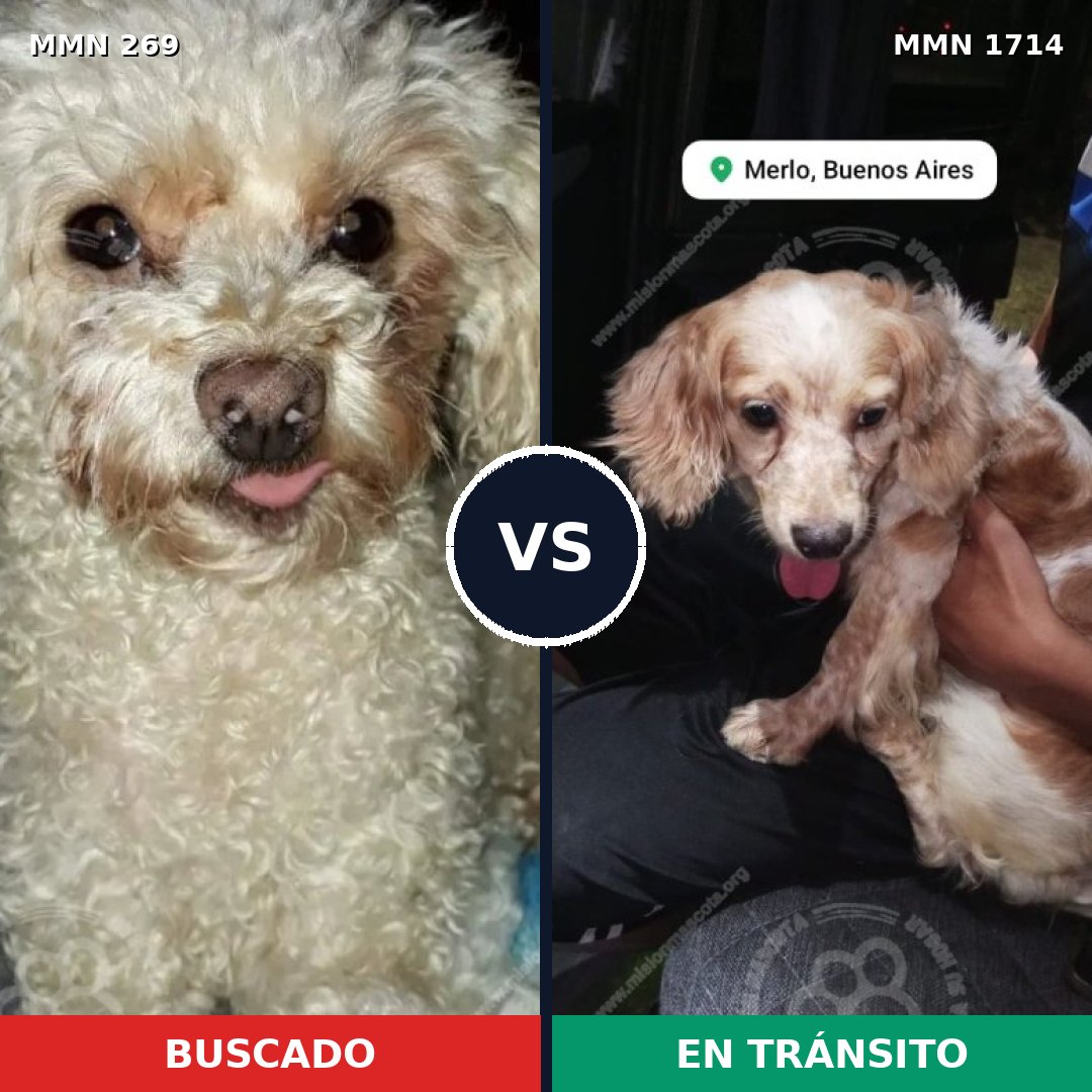 Comparativa MMS 37915: mascota perdida y mascota encontrada, 51% de similitud