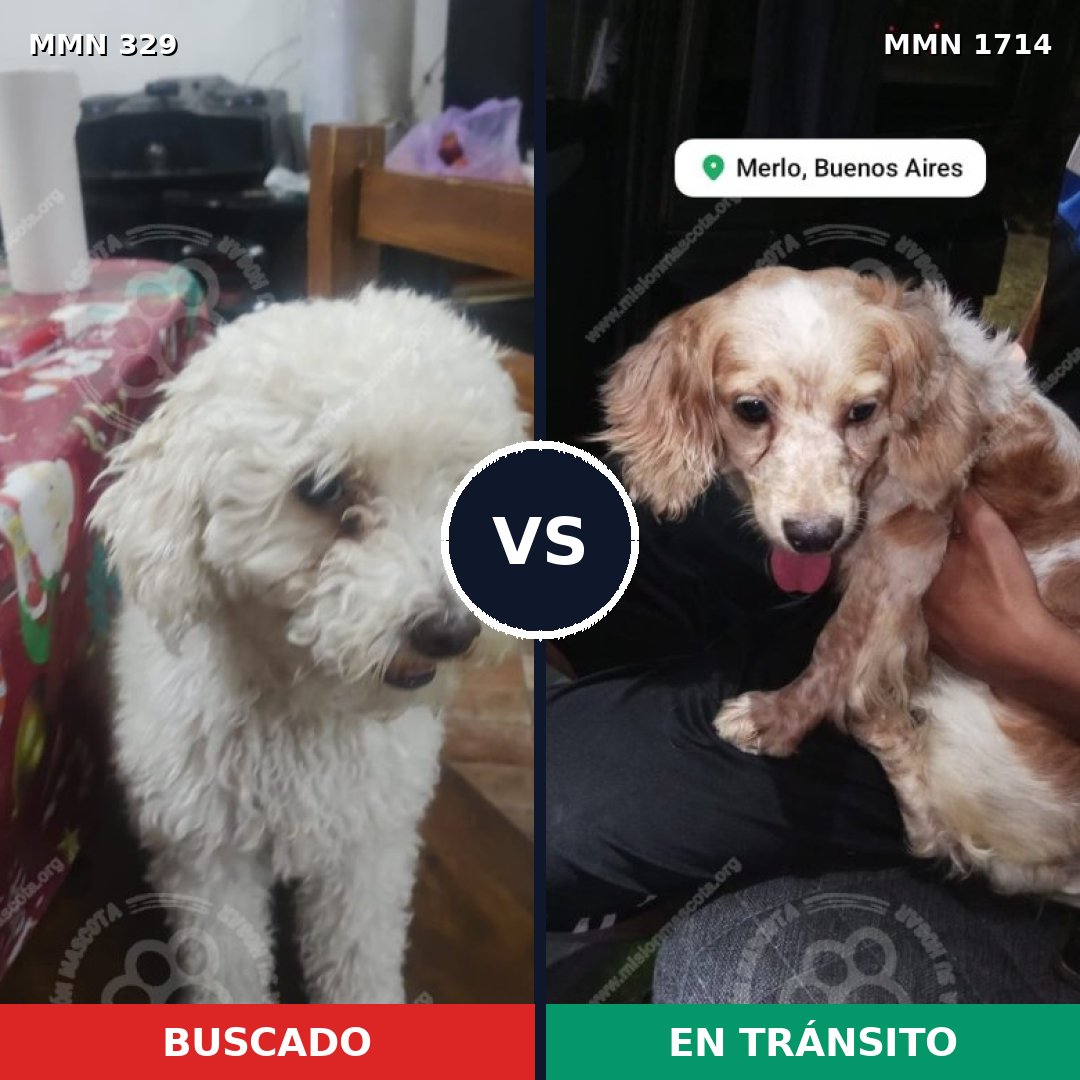 Comparativa MMS 37916: mascota perdida y mascota encontrada, 62% de similitud