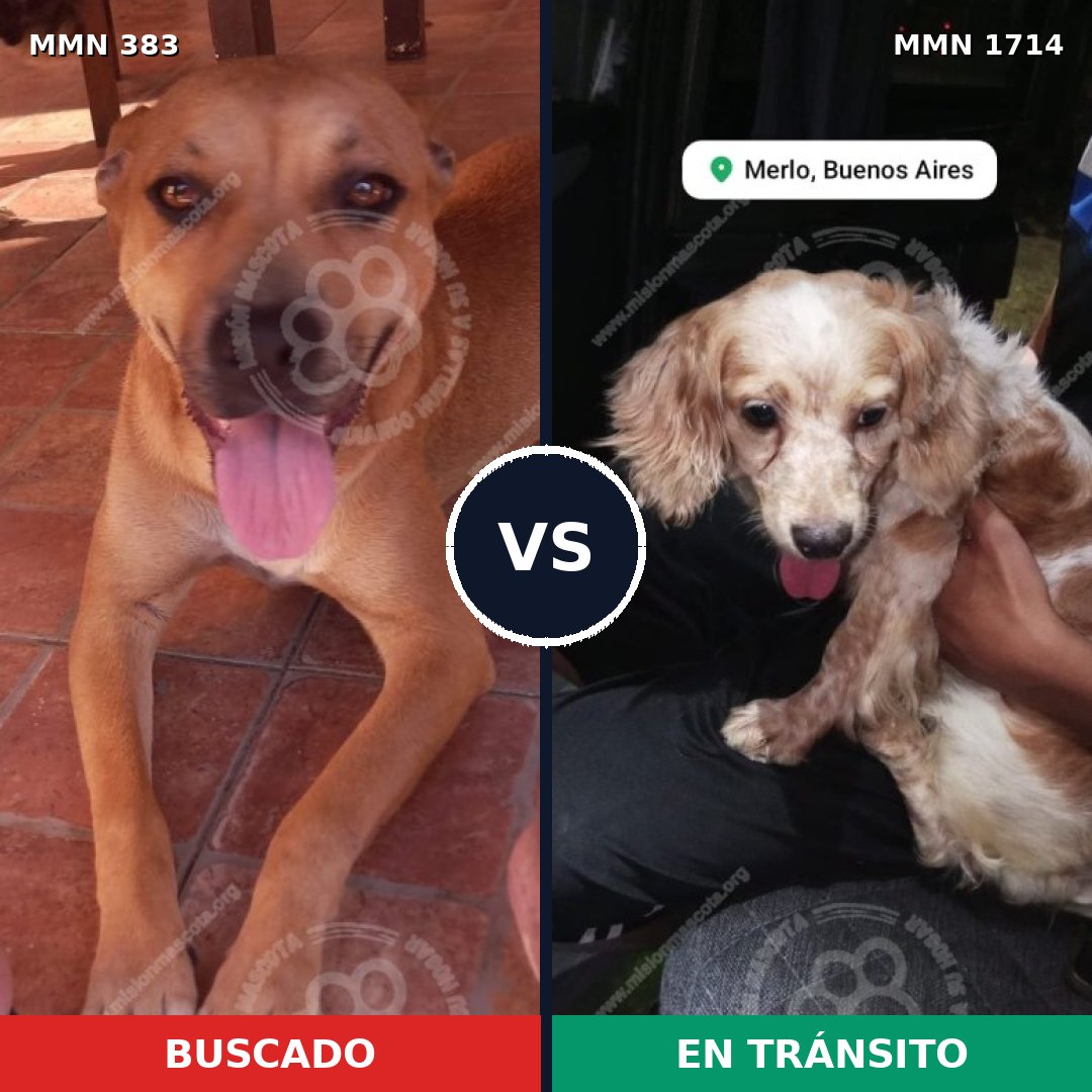 Comparativa MMS 37917: mascota perdida y mascota encontrada, 45% de similitud