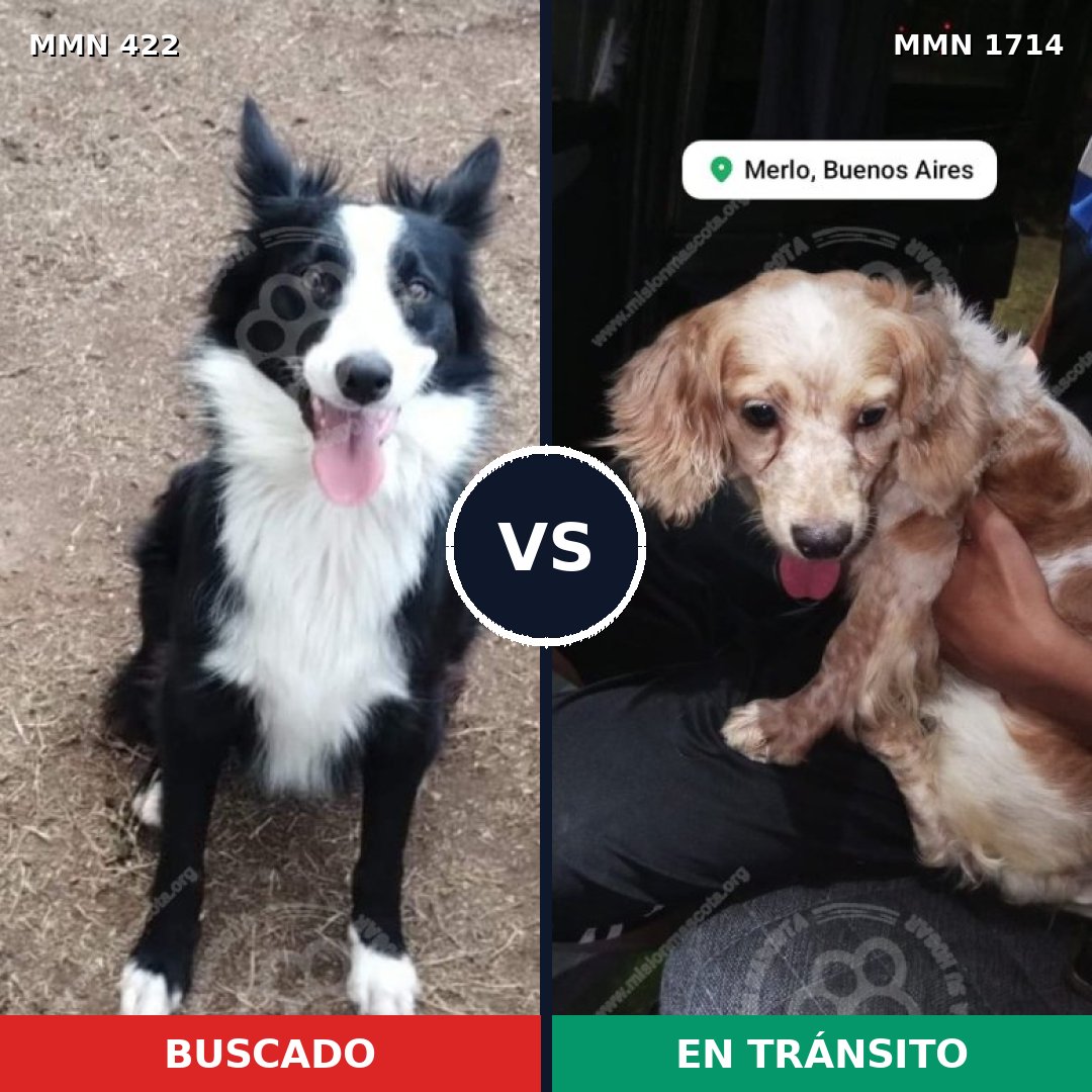 Comparativa MMS 37919: mascota perdida y mascota encontrada, 36% de similitud
