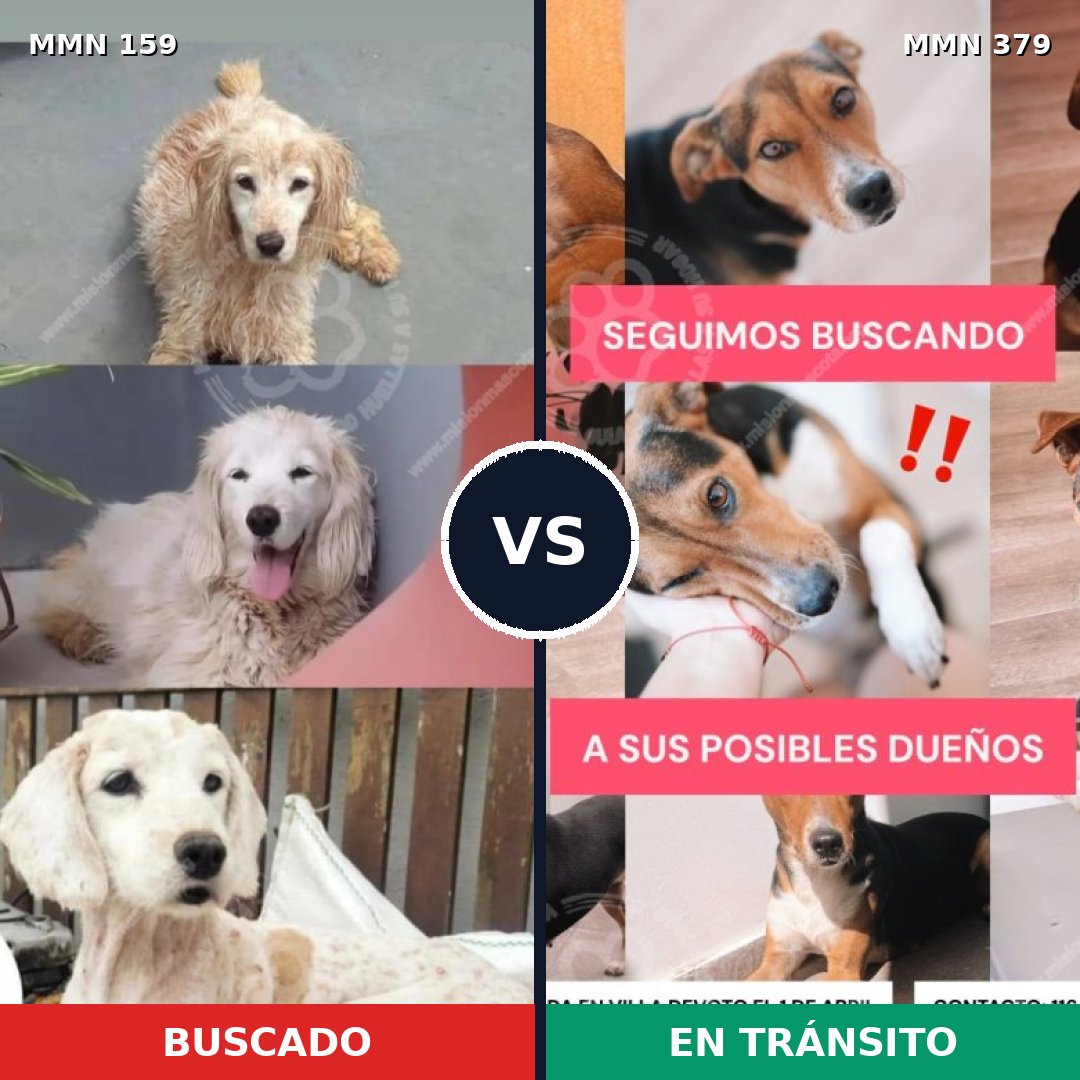Comparativa MMS 3792: mascota perdida y mascota encontrada, 47% de similitud