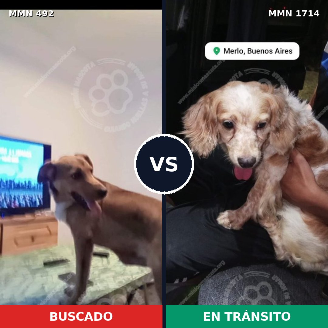 Comparativa MMS 37920: mascota perdida y mascota encontrada, 28% de similitud