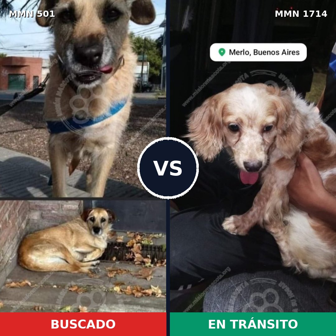 Comparativa MMS 37921: mascota perdida y mascota encontrada, 41% de similitud