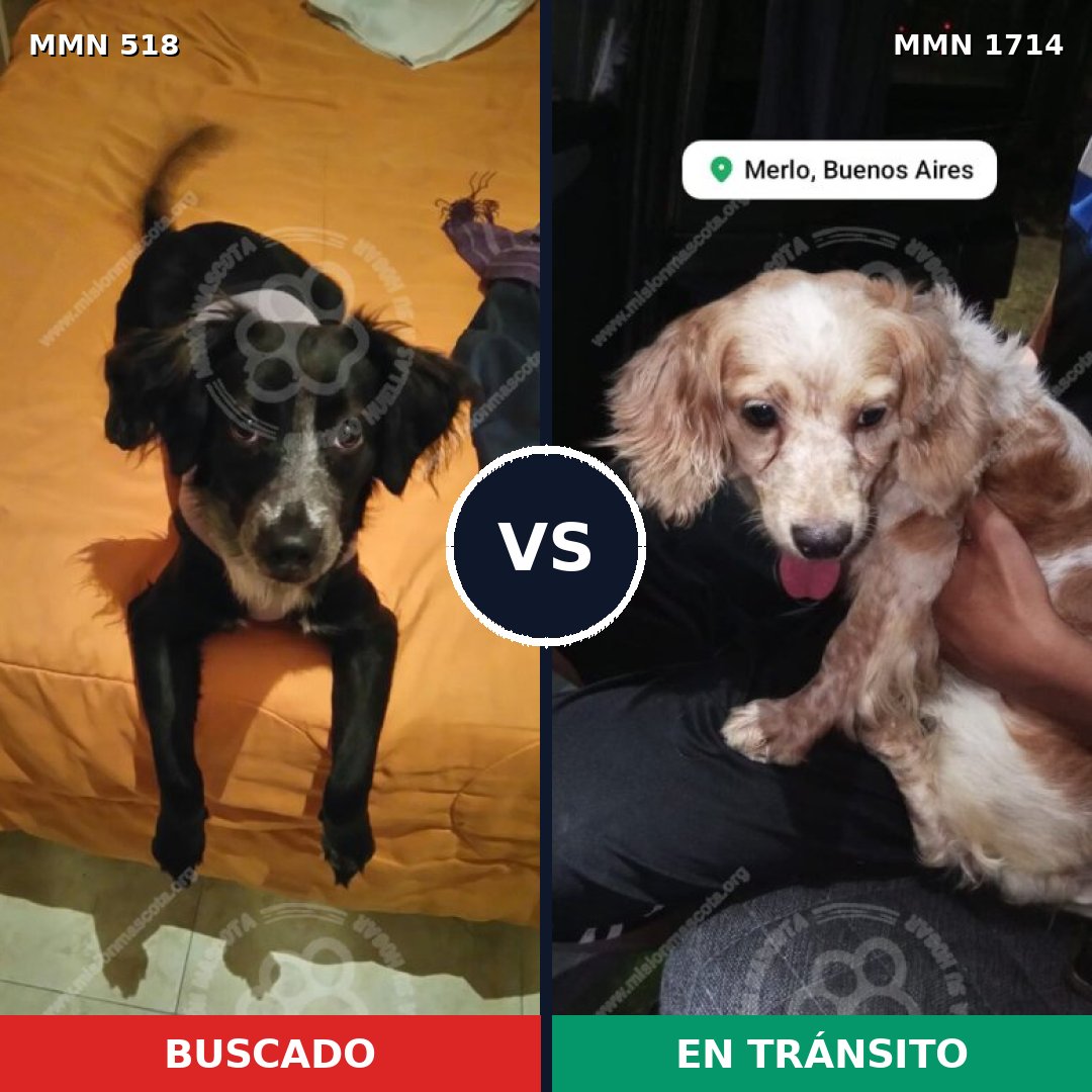 Comparativa MMS 37922: mascota perdida y mascota encontrada, 49% de similitud