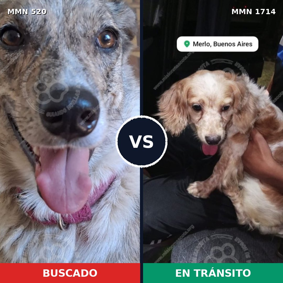 Comparativa MMS 37923: mascota perdida y mascota encontrada, 36% de similitud