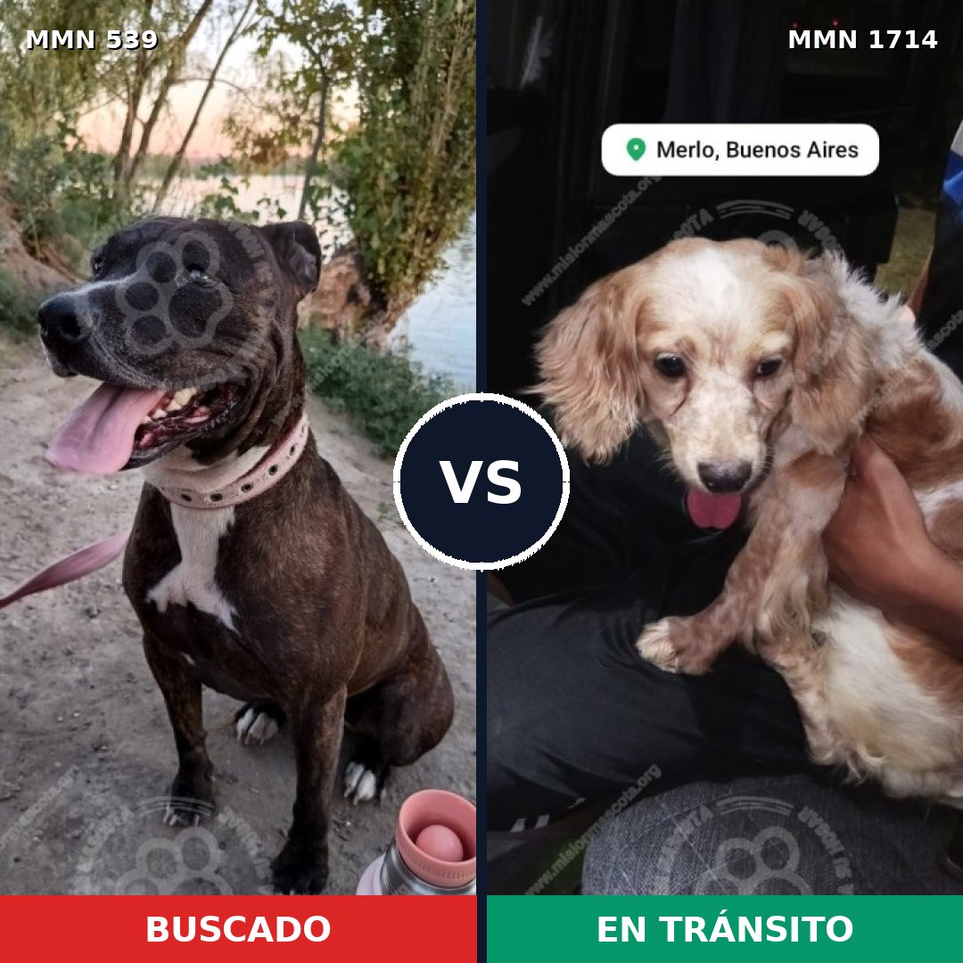 Comparativa MMS 37924: mascota perdida y mascota encontrada, 40% de similitud