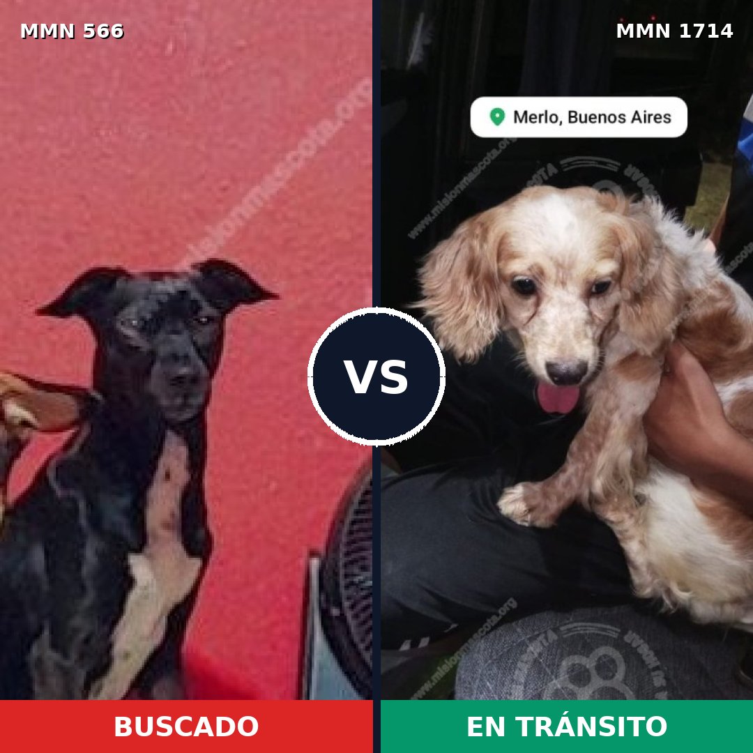 Comparativa MMS 37925: mascota perdida y mascota encontrada, 44% de similitud