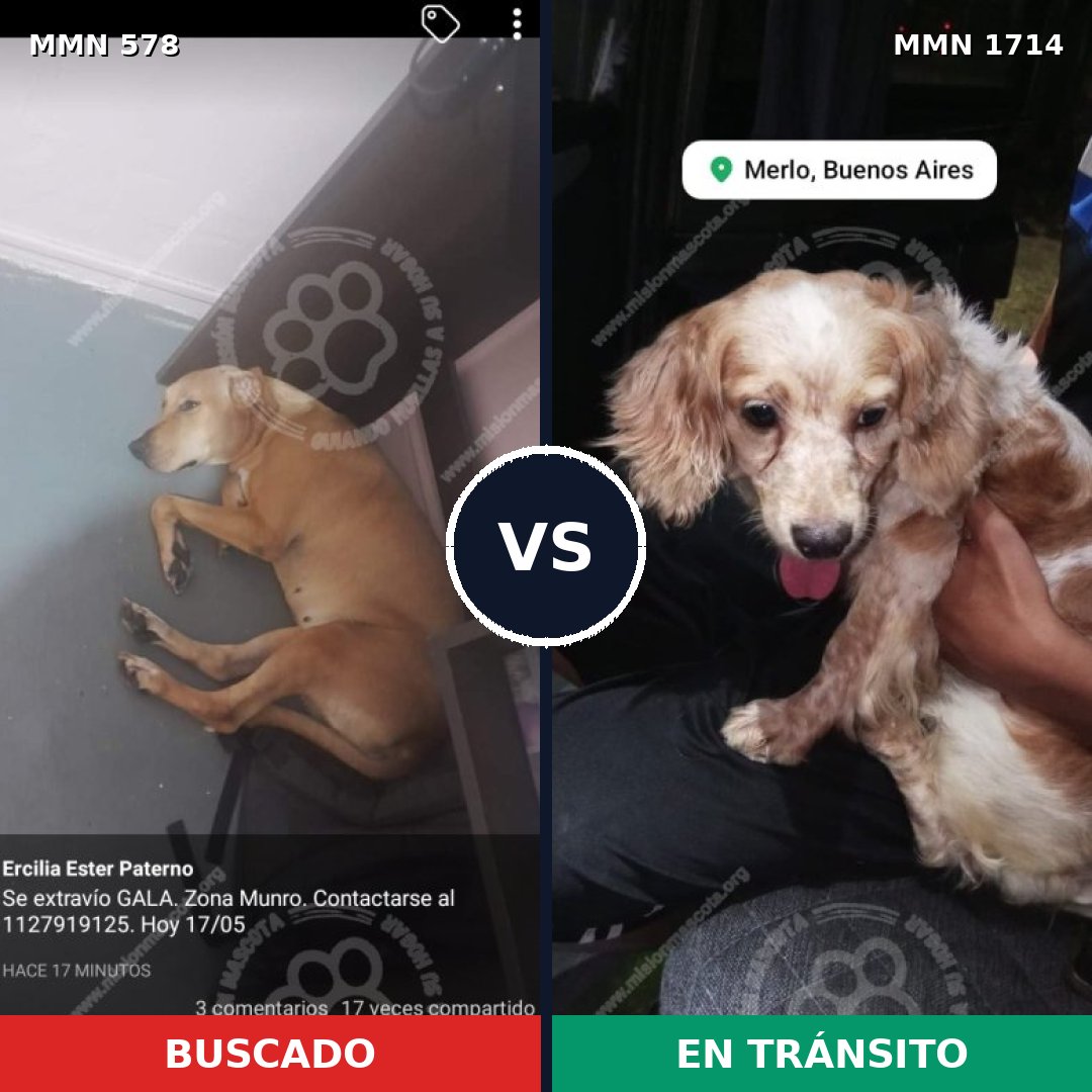 Comparativa MMS 37926: mascota perdida y mascota encontrada, 28% de similitud