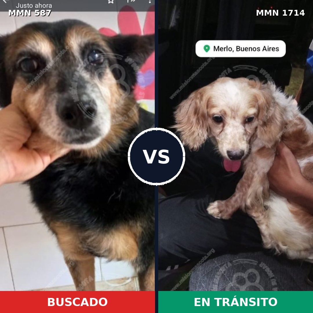 Comparativa MMS 37927: mascota perdida y mascota encontrada, 44% de similitud