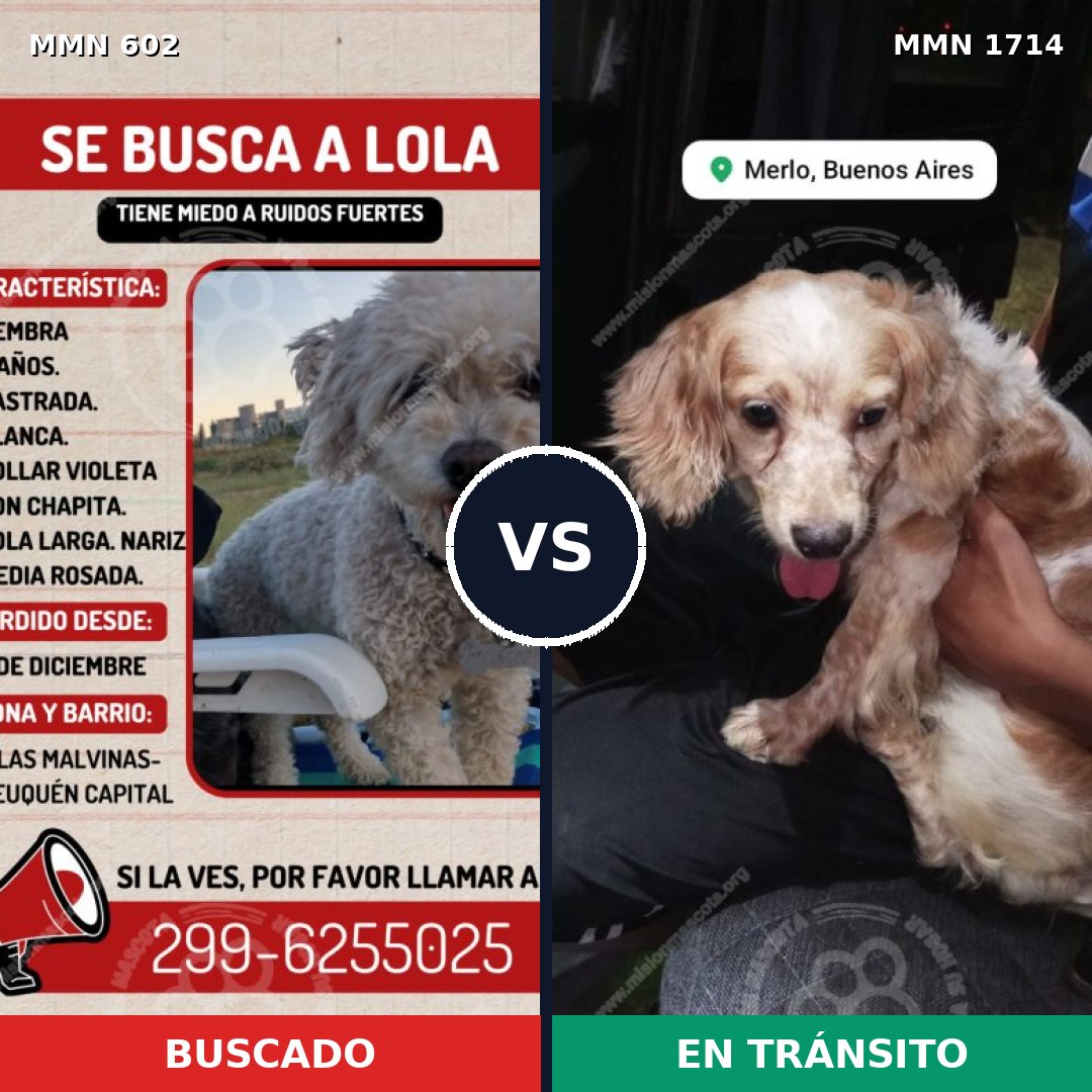 Comparativa MMS 37928: mascota perdida y mascota encontrada, 34% de similitud