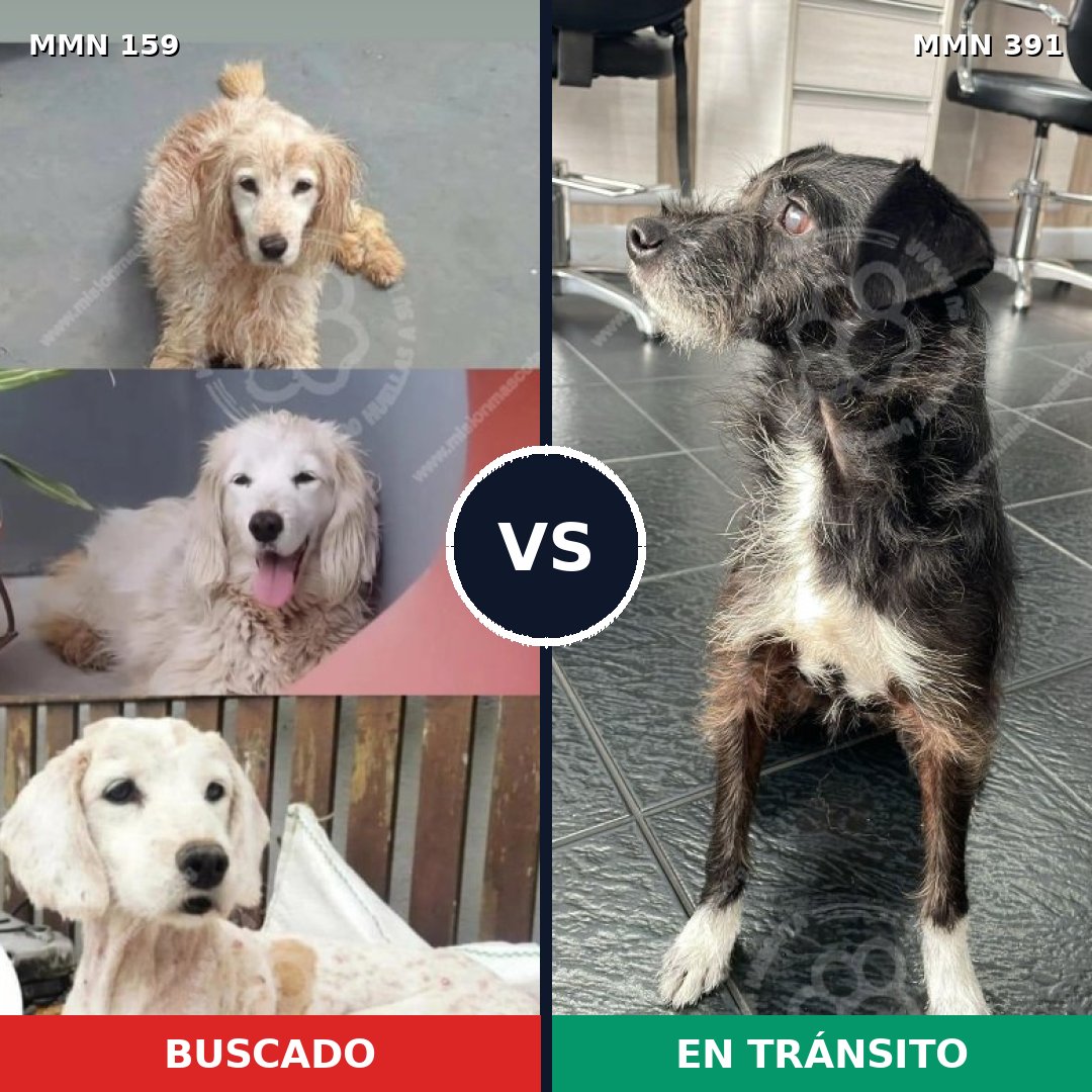 Comparativa MMS 3793: mascota perdida y mascota encontrada, 51% de similitud