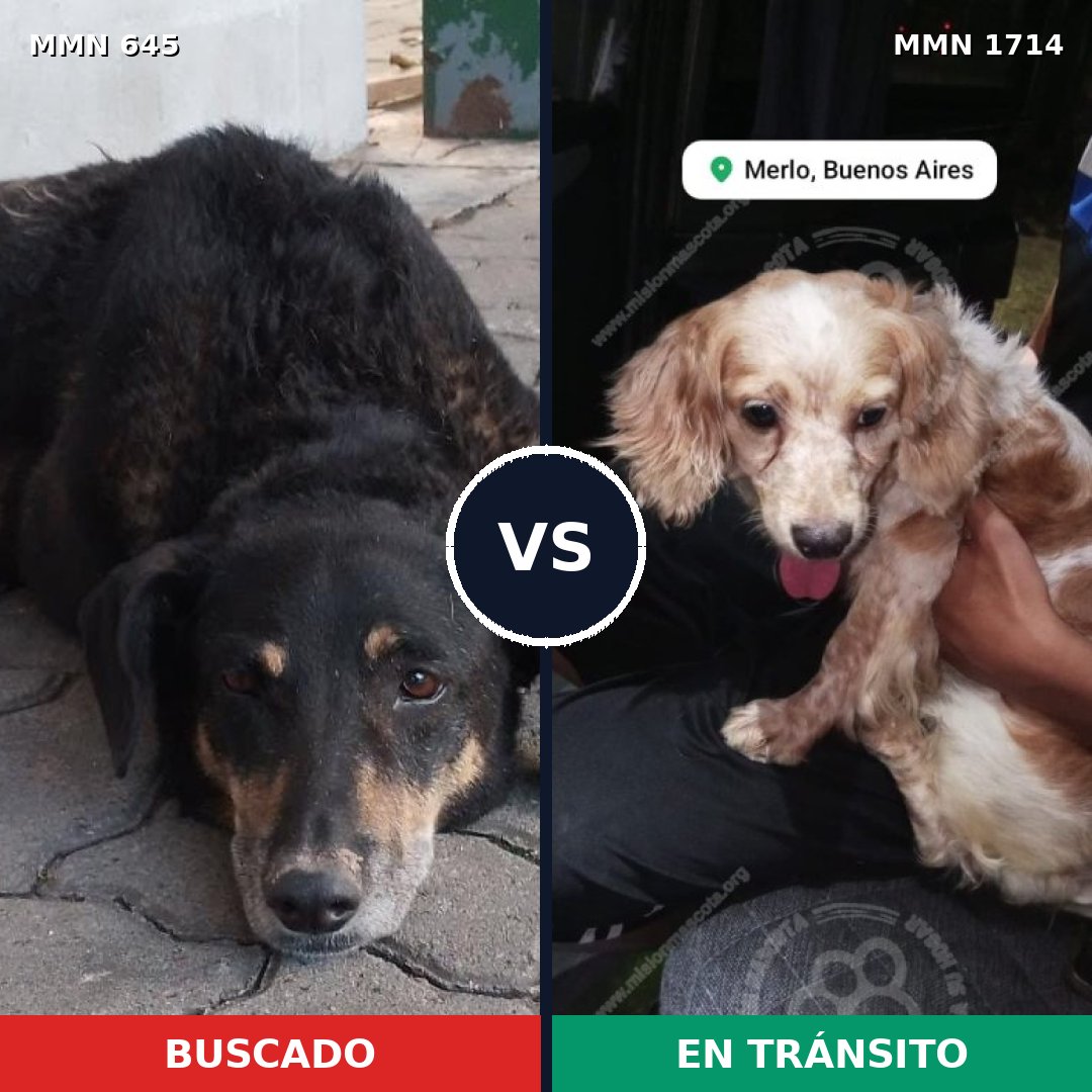 Comparativa MMS 37932: mascota perdida y mascota encontrada, 25% de similitud