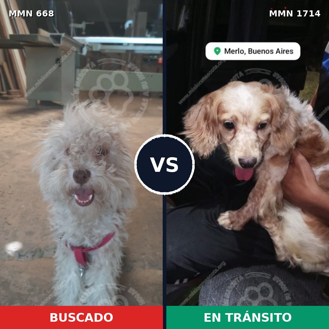Comparativa MMS 37933: mascota perdida y mascota encontrada, 48% de similitud
