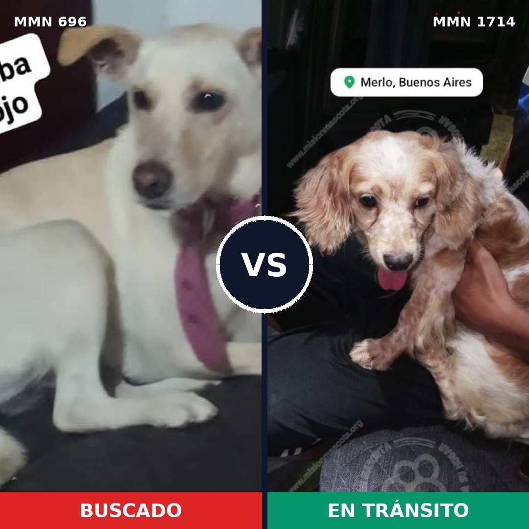 Comparativa MMS 37934: mascota perdida y mascota encontrada, 30% de similitud