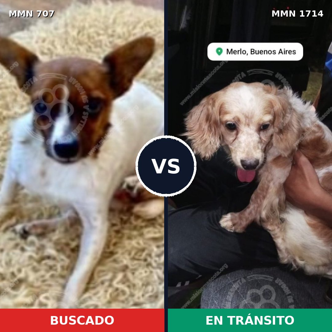 Comparativa MMS 37935: mascota perdida y mascota encontrada, 42% de similitud