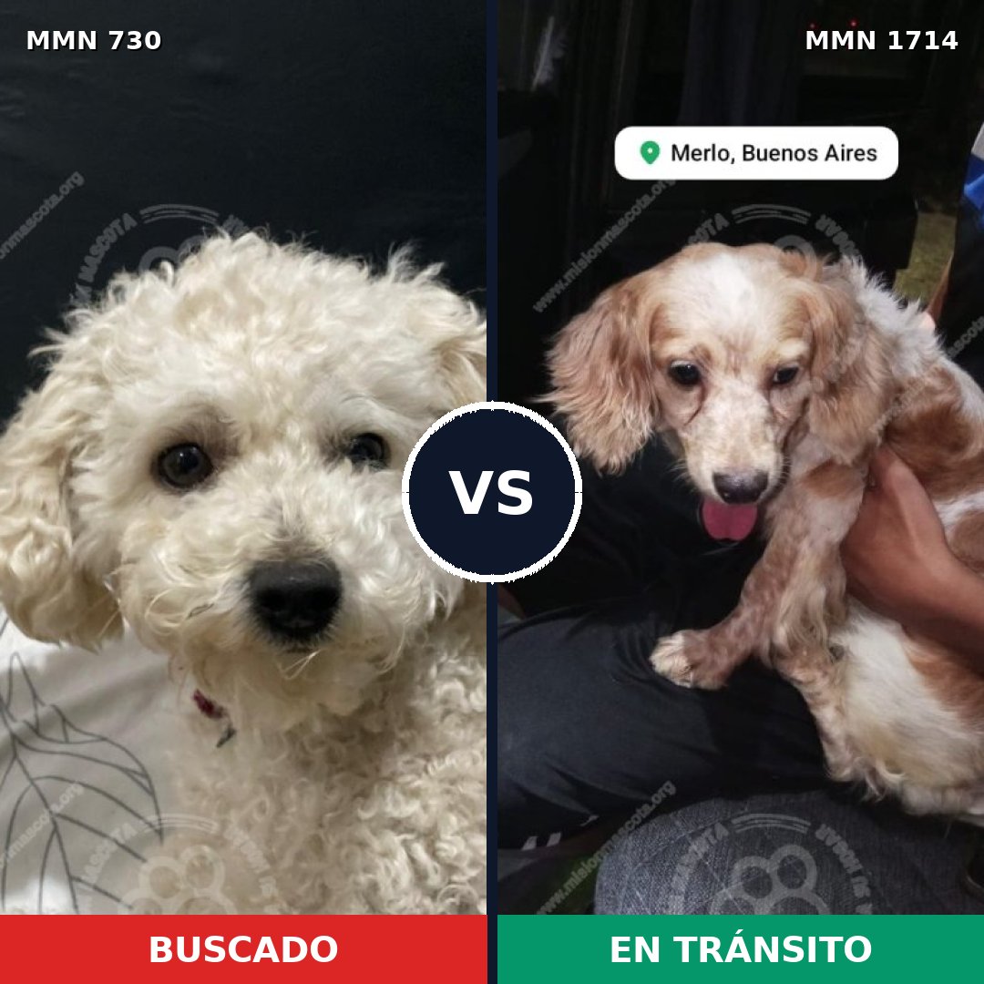 Comparativa MMS 37937: mascota perdida y mascota encontrada, 39% de similitud