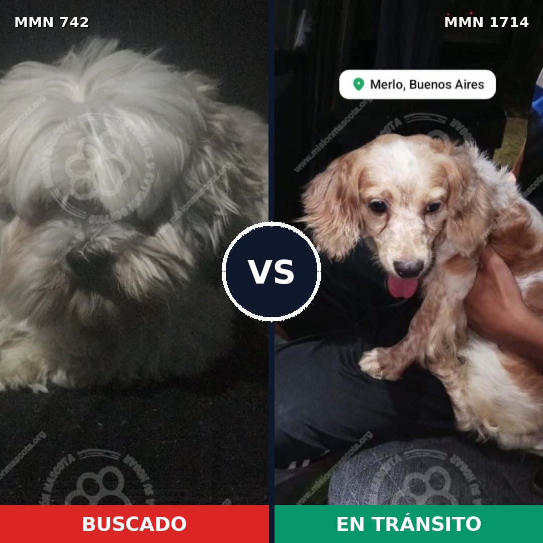 Comparativa MMS 37938: mascota perdida y mascota encontrada, 57% de similitud