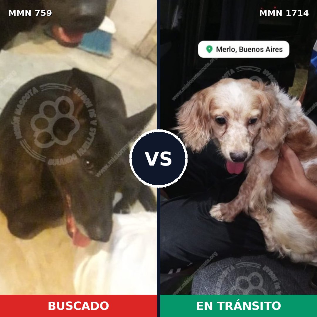 Comparativa MMS 37939: mascota perdida y mascota encontrada, 33% de similitud