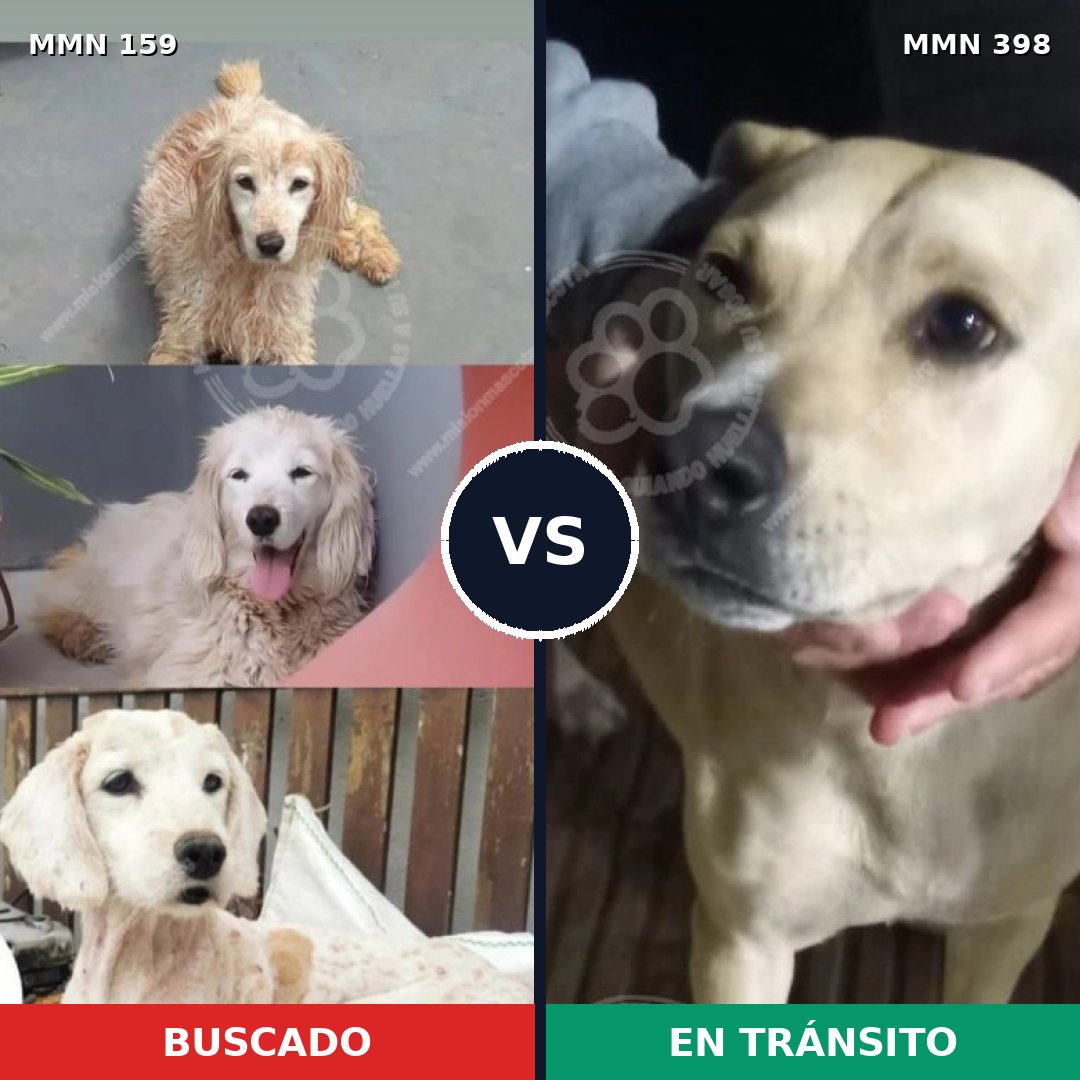 Comparativa MMS 3794: mascota perdida y mascota encontrada, 70% de similitud