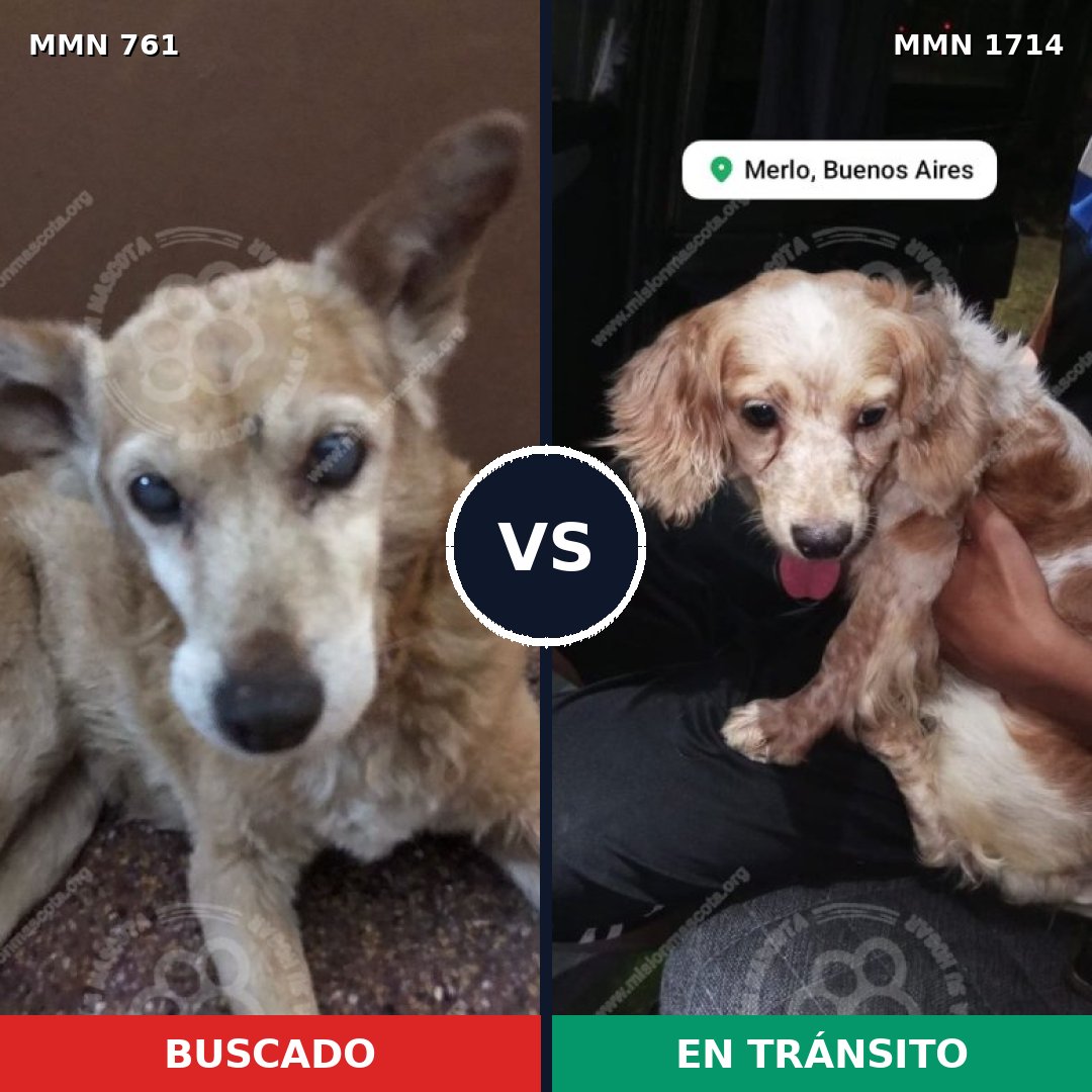 Comparativa MMS 37940: mascota perdida y mascota encontrada, 37% de similitud